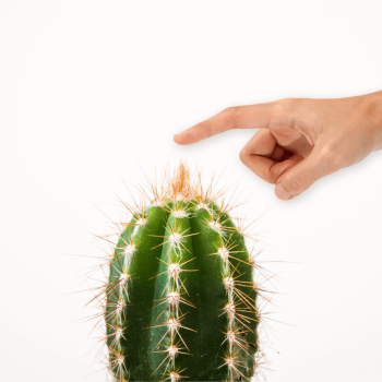 cactus.png cactus.png